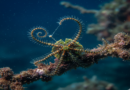 How Do Brittle Stars Obtain Nutrition: A Comprehensive Guide Do brittle stars obtain nutrition by scavenging the ocean floor for food particles and detritus
