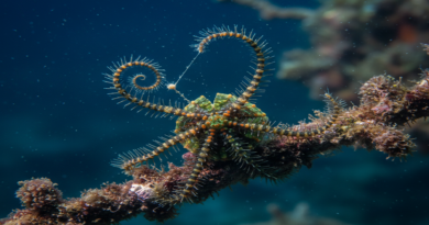 Do brittle stars obtain nutrition by scavenging the ocean floor for food particles and detritus