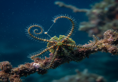 Do brittle stars obtain nutrition by scavenging the ocean floor for food particles and detritus