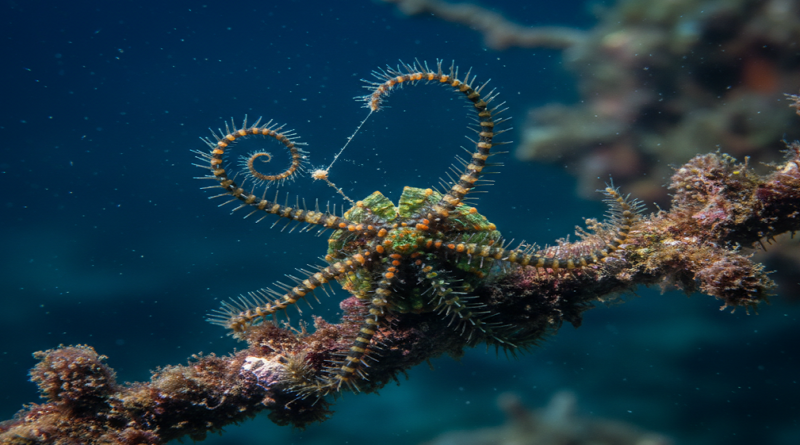 Do brittle stars obtain nutrition by scavenging the ocean floor for food particles and detritus